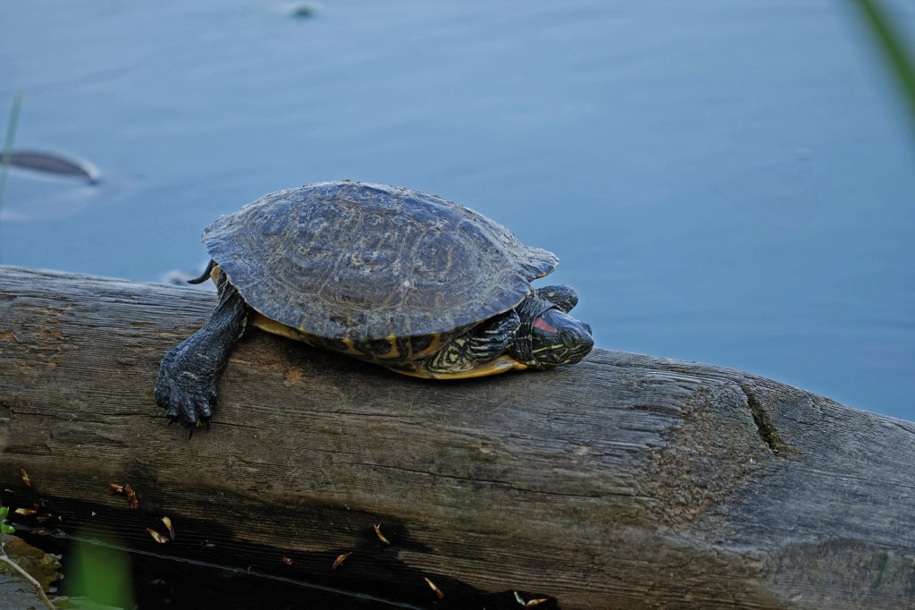 Photo of the Week: Turtles at Green Lake