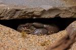 toad under rock sand seattle zoo travel visit photography
