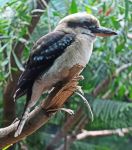 seattle zoo visit photography bird branch