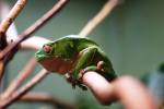 green frog branch big eyes seattle zoo travel visit photography