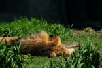 lion sleeping grass seattle zoo travel visit