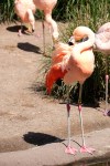flamingo seattle zoo photography