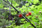 lewis river berries summer hiking macro photography