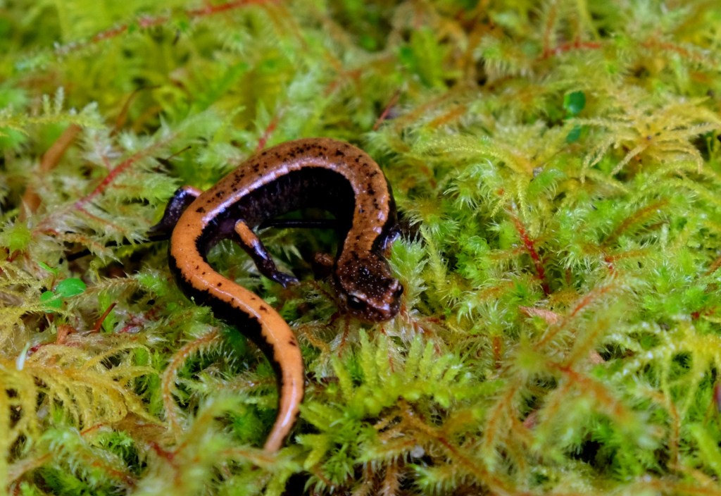 Lewis River: It’s the Little&nbsp;Things