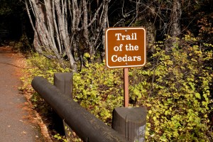 Trail of the Cedars trailhead