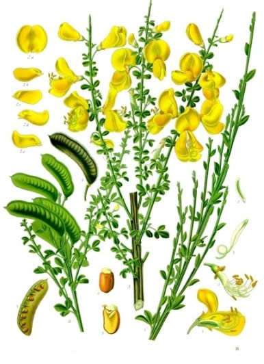 Cytisus_scoparius_-_Köhler–s_Medizinal-Pflanzen-200