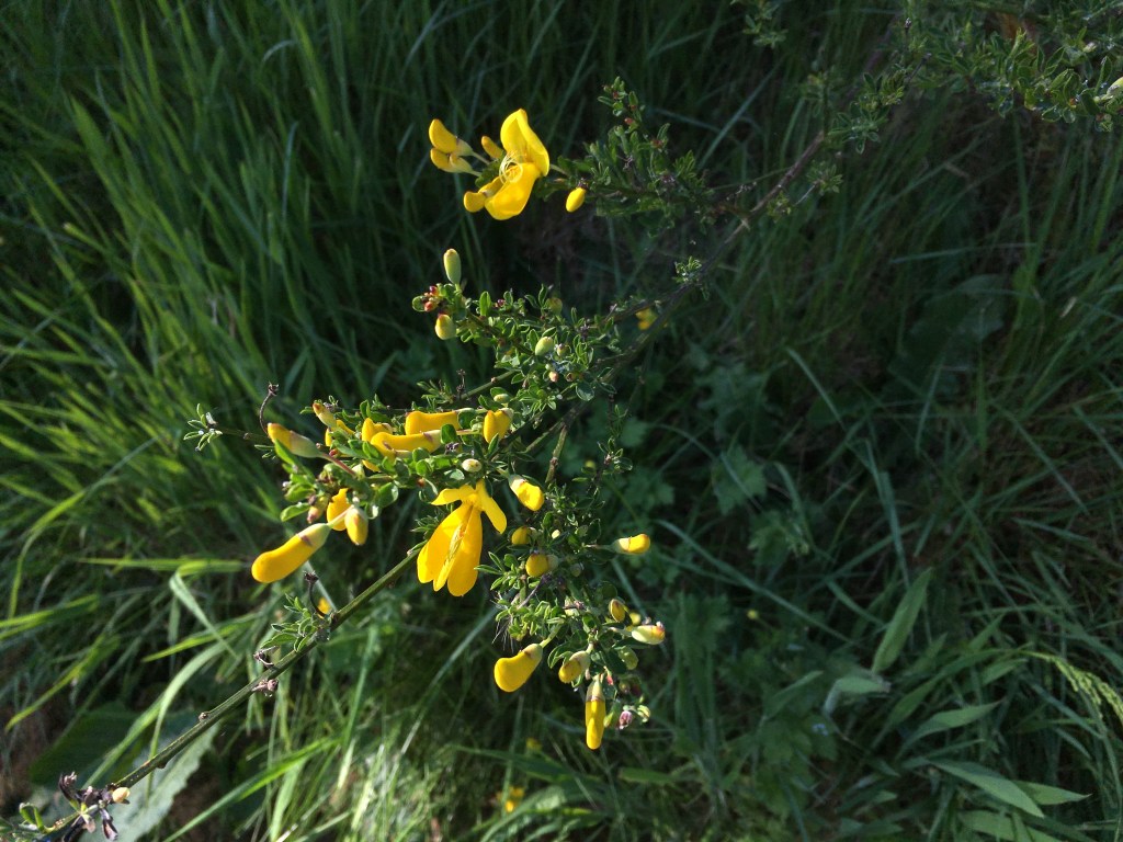 This Broom’s Not for&nbsp;Sweeping