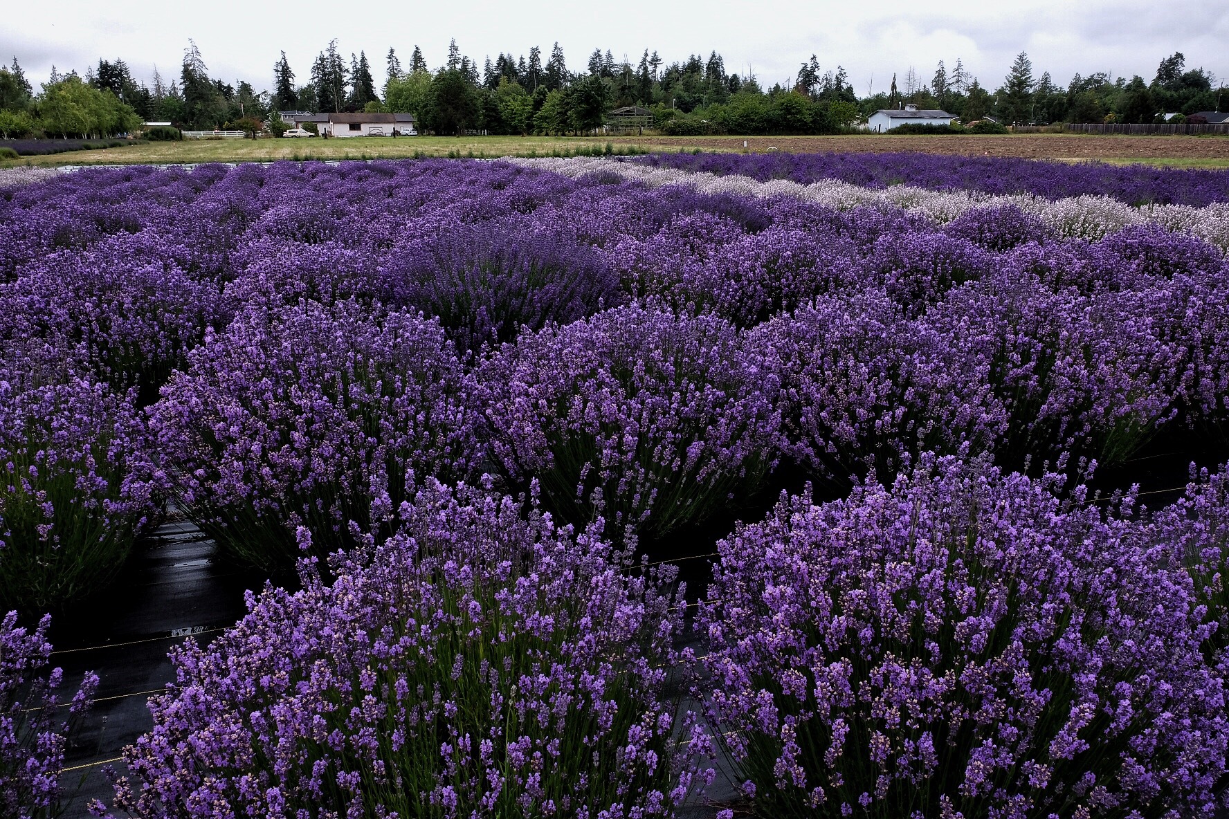 lavender4